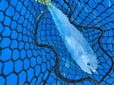 Le temps d’une marée — pêche à Saint-Jean-de-Luz