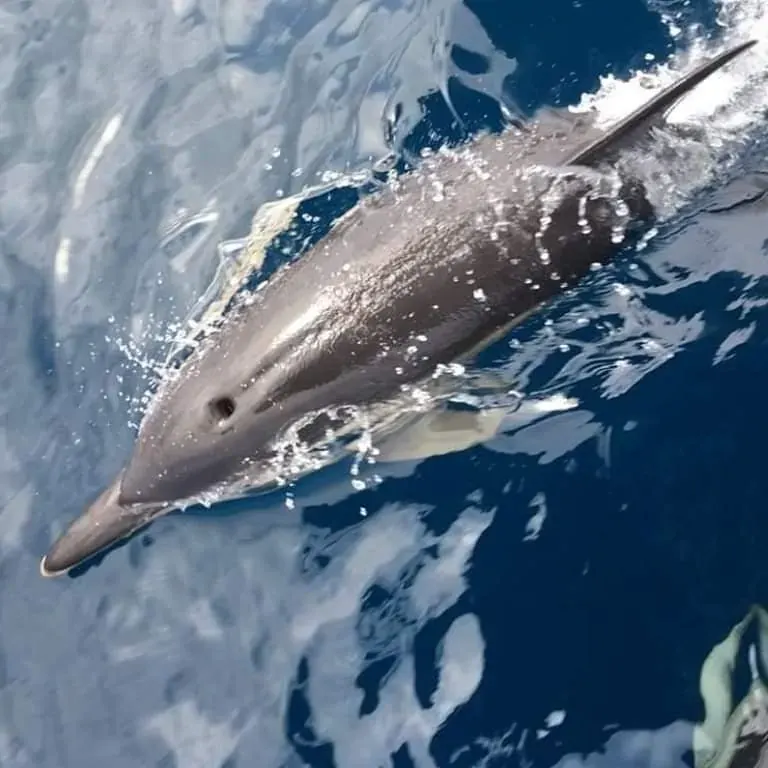 Balade à la rencontre des dauphins — sortie balade à Capbreton